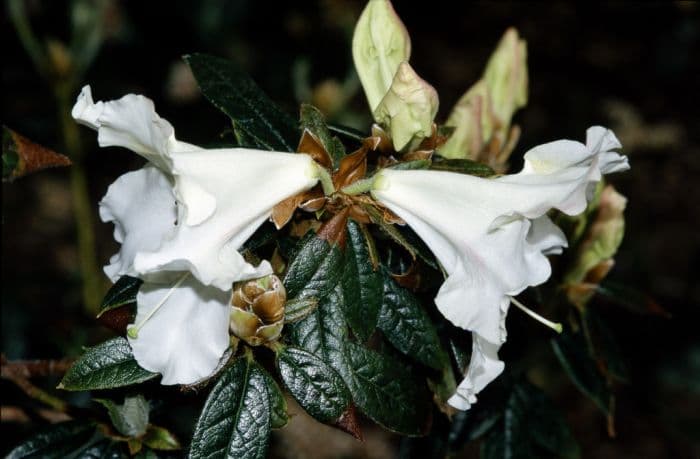 rhododendron 'Fragrantissimum'