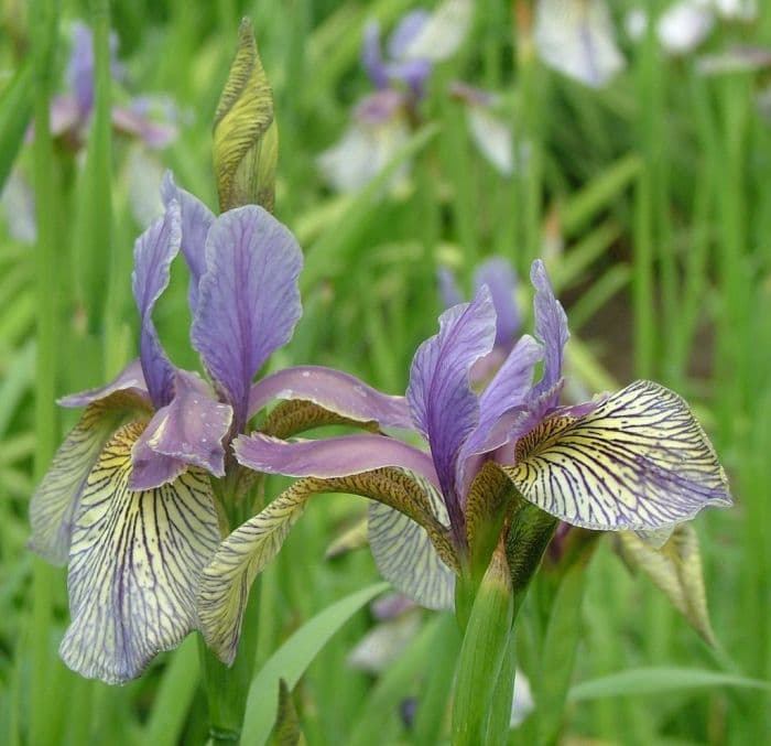 Siberian iris 'Tiki Bird'