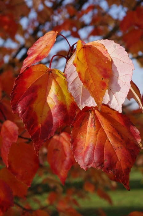 Japanese red maple