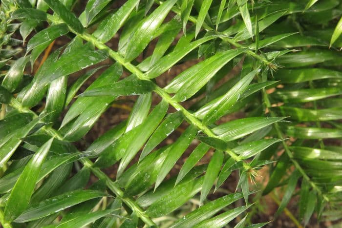 bunya-bunya pine