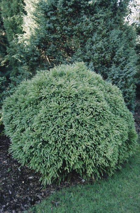 Japanese cedar 'Globosa Nana'