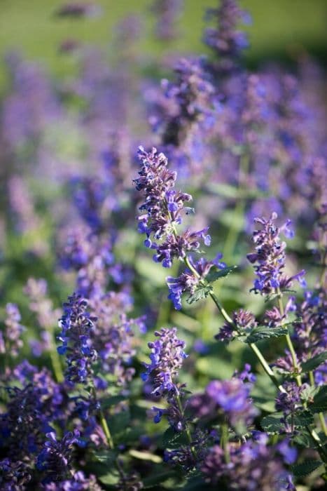 catmint 'Poseidon'