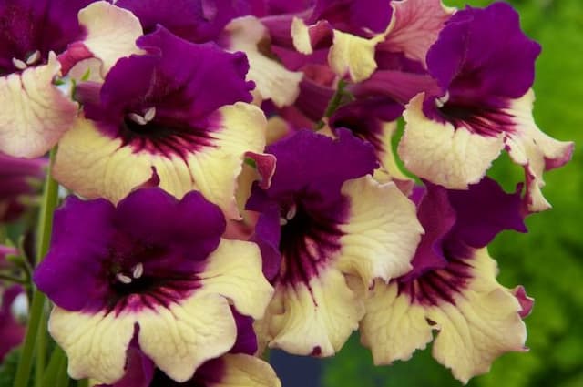 Cape primrose 'Harlequin Purple'