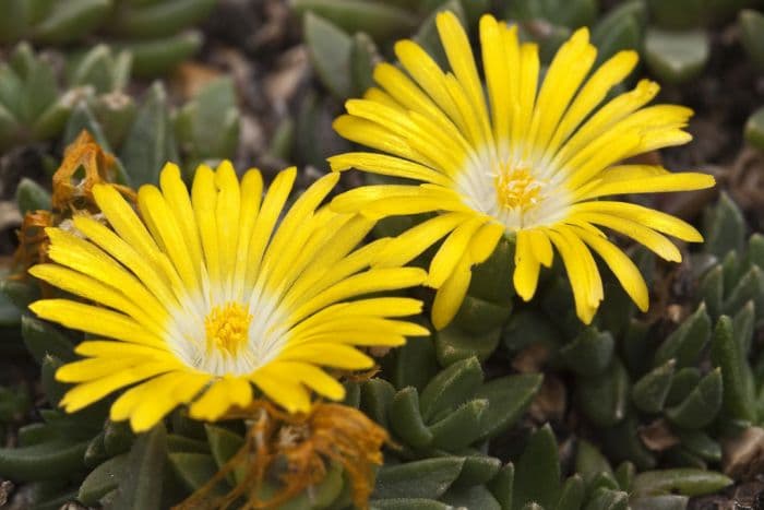 ice plant 'Gold Nugget'