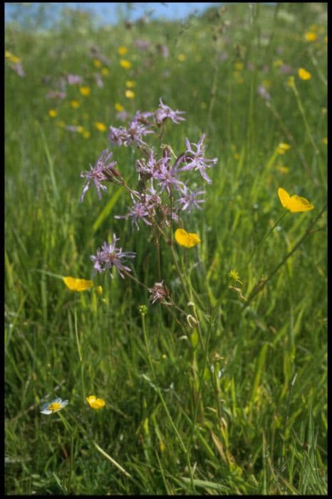 Ragged robin