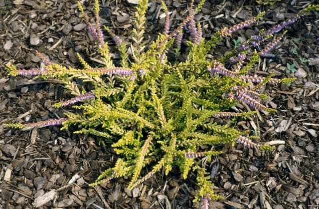 Heather 'Wickwar Flame'