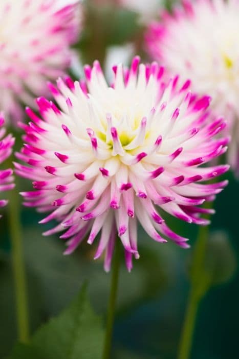 dahlia 'Josudi Neptune'