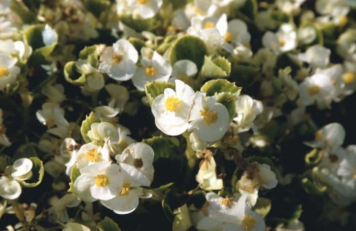 begonia 'Olympia White'