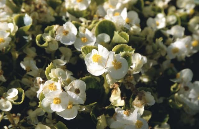 Begonia 'Olympia White'