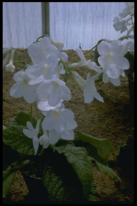 Cape primrose 'Albatross'