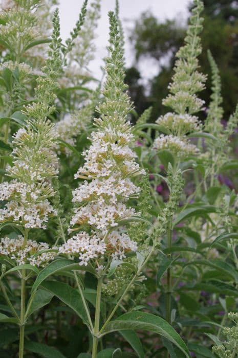 butterfly bush 'Darent Valley'