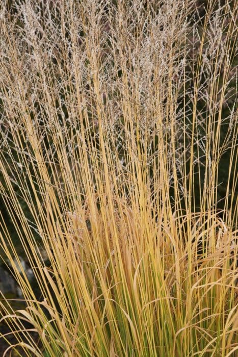 purple moor-grass 'Windspiel'