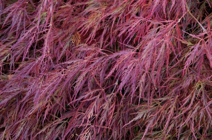 Japanese maple 'Dissectum Nigrum'