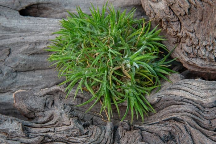 sky plant from Mexico