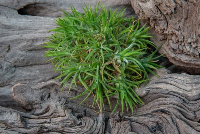 Sky plant from Mexico