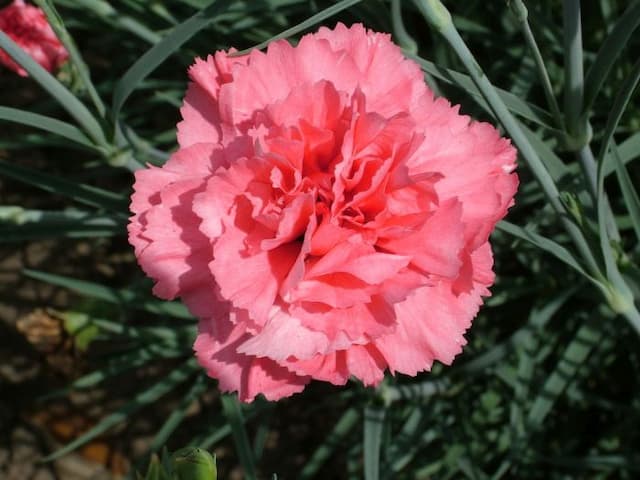 Pink 'Carmine Letitia Wyatt'