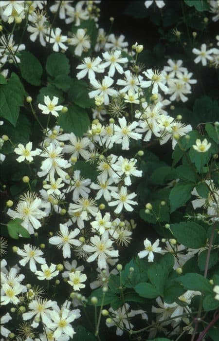 clematis 'Paul Farges'