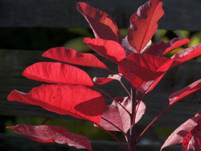 smoke tree 'Grace'