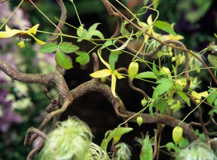 clematis 'Annemieke'