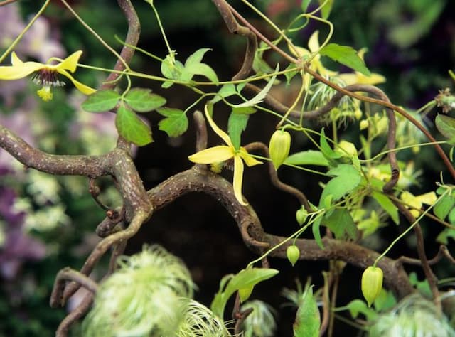 Clematis 'Annemieke'