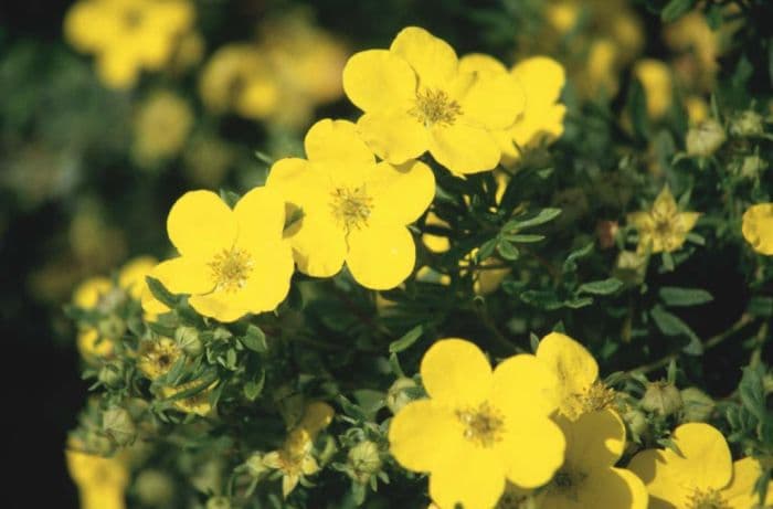 shrubby cinquefoil 'King Cup'