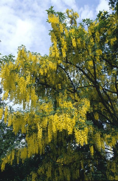 Voss's laburnum