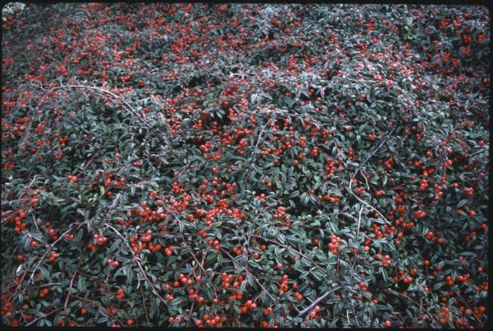 cotoneaster 'Gnom'