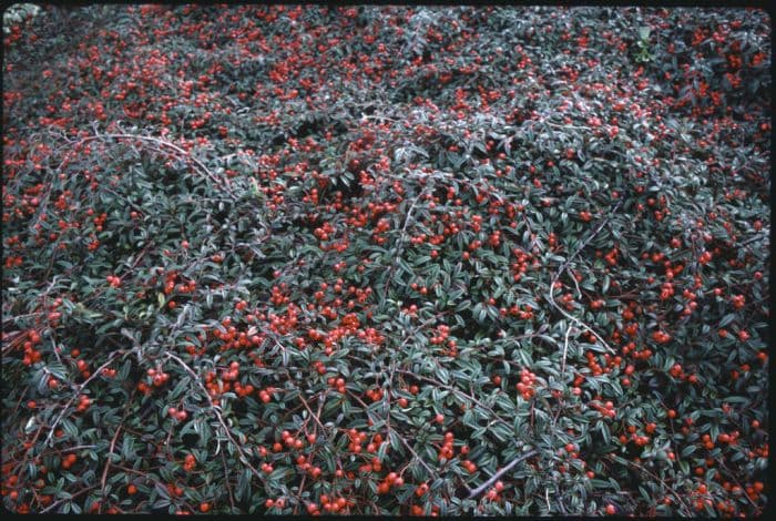 cotoneaster 'Gnom'