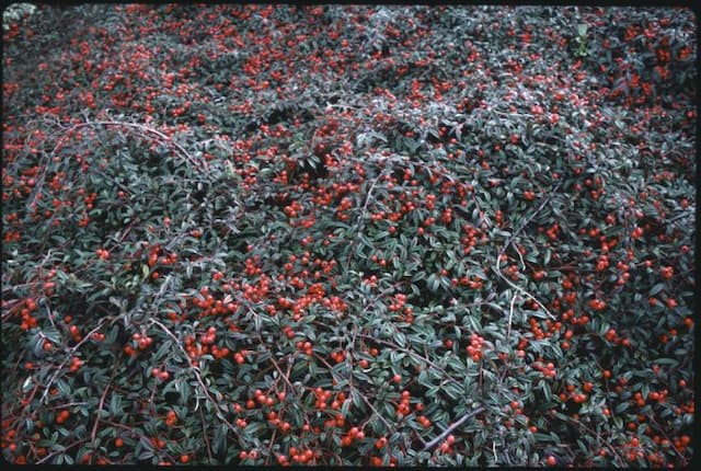 Cotoneaster 'Gnom'