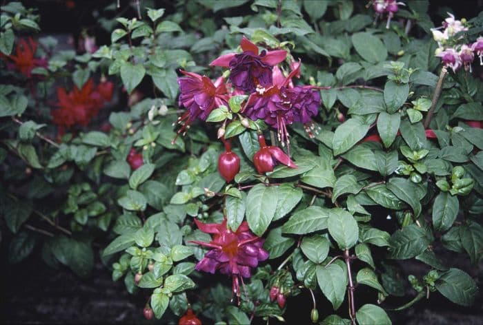 fuchsia 'Royal Velvet'