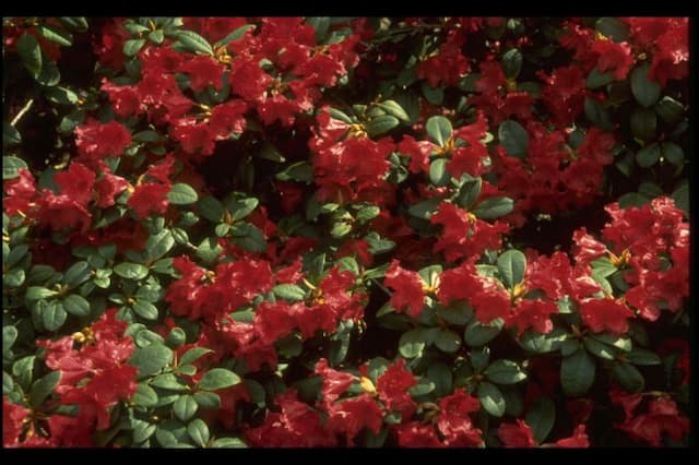 Rhododendron 'Elisabeth Hobbie'