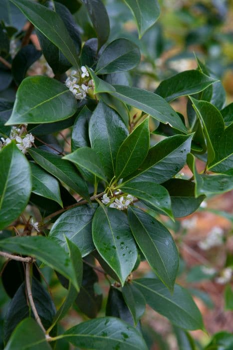 Fortune's osmanthus