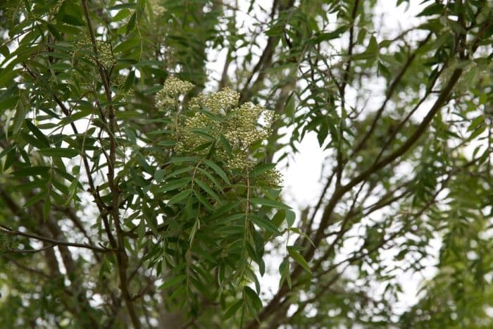 mountain ash 'Schouten'