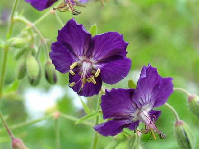 Dusky cranesbill 'Lily Lovell'