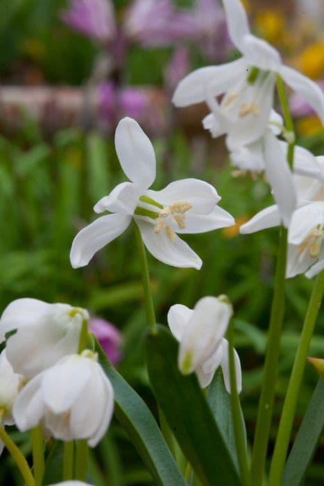 Siberian squill 'Alba'