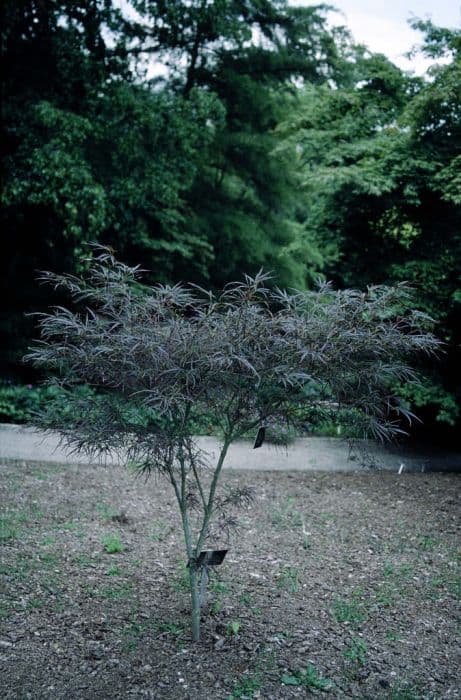 Japanese maple 'Red Pygmy'