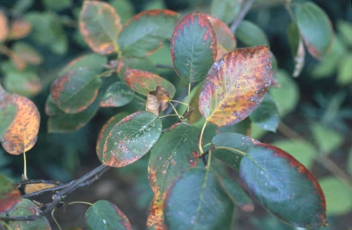 serviceberry 'Ballerina'