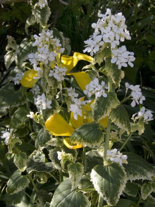 honesty 'Alba Variegata'