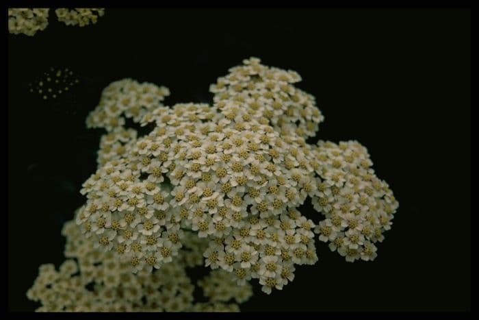 yarrow 'Forncett Citrus'