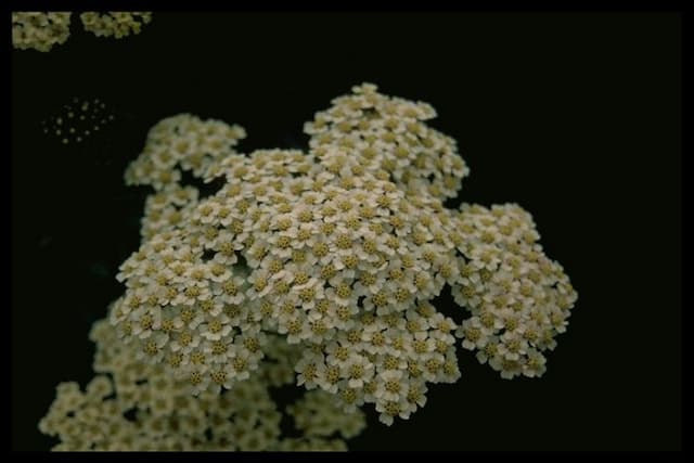 Yarrow 'Forncett Citrus'