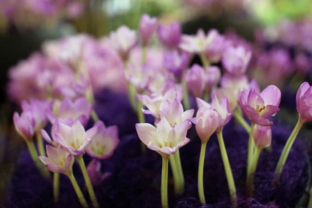 Meadow saffron 'Violet Queen'