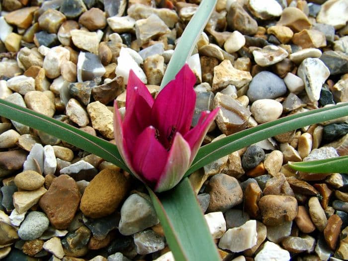 tulip Violacea Group yellow base