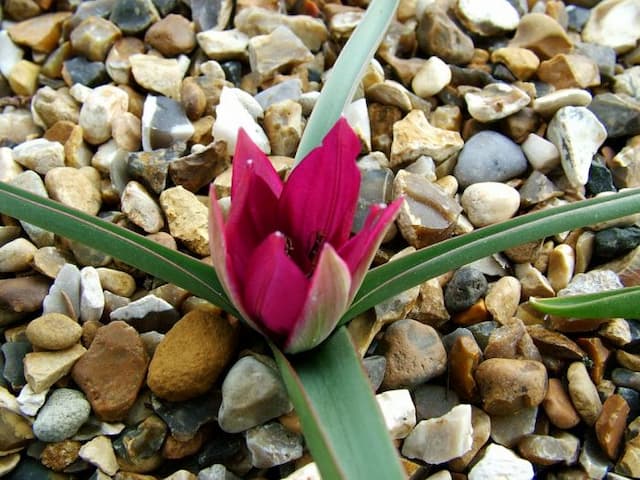 Tulip Violacea Group yellow base