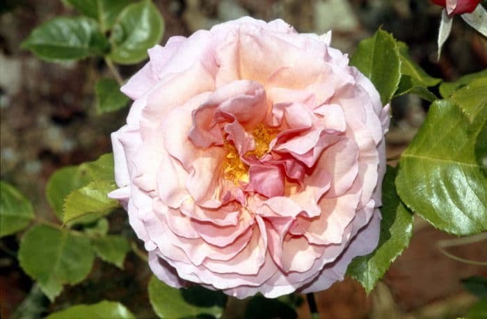 rose 'Aloha'