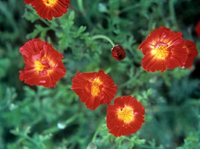 California poppy 'Fire Bush'