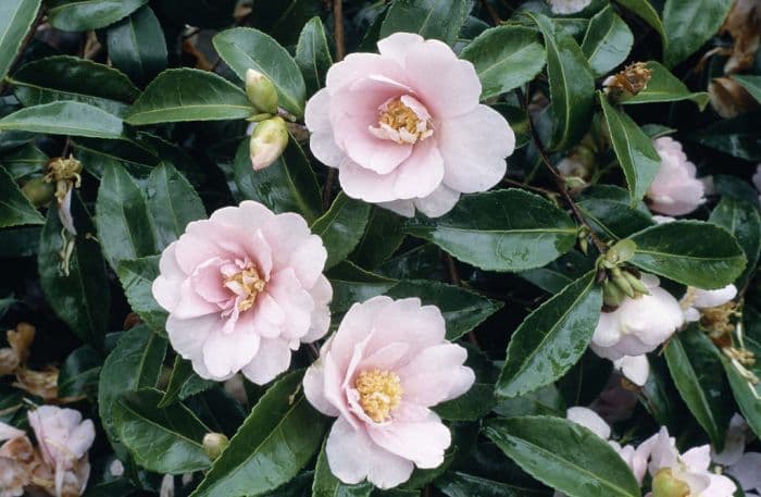 camellia 'Jean May'