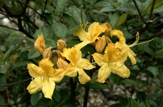 Rhododendron 'Nancy Waterer'