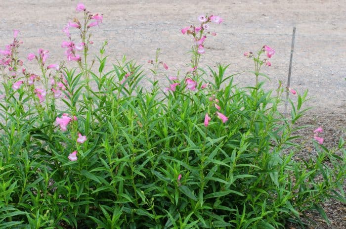 penstemon 'Pershore Pink Necklace'