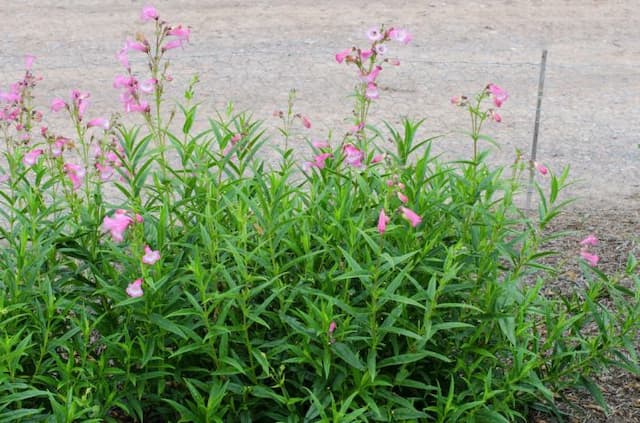 Penstemon 'Pershore Pink Necklace'