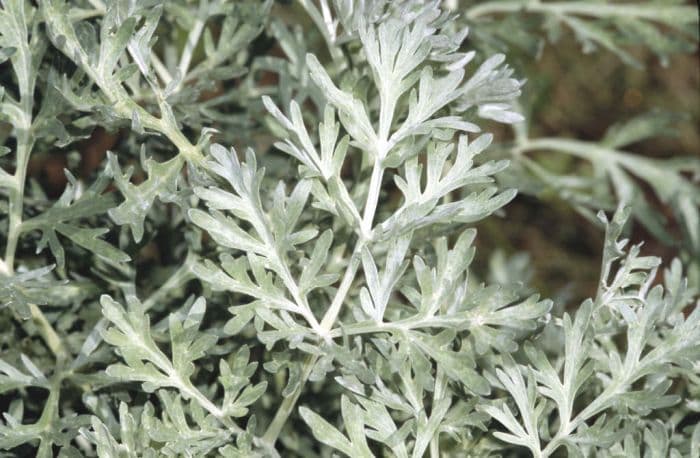 wormwood 'Lambrook Silver'